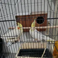 عروس|پرنده|مشهد, شهید آوینی|دیوار