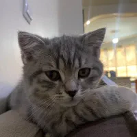 گربه بریتیش / اسکاتیش