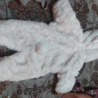 سرهمی خرگوشی تدی سفید و مخمل مناسب سیسمونی خاص|کفش و لباس بچه|تهران, خانی آباد نو شمالی|دیوار