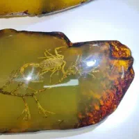 کهربا کمیاب