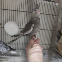 دنیای برزیلی / عروس هلندی ورق بزنید|پرنده|تهران, پرستار|دیوار