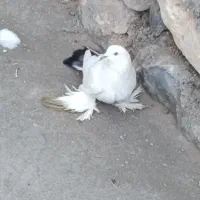 کبوتر|پرنده|تبریز, |دیوار