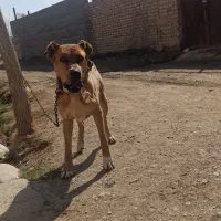 سگ گله|سگ|فیروزه, |دیوار