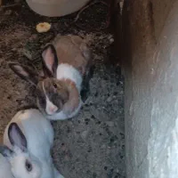 خرگوش