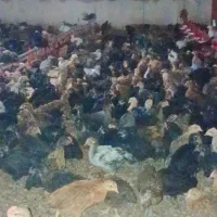 فروش جوجه مرغ و خروس محلی نژاد اصل|حیوانات مزرعه|مرودشت, بیست متری بیمارستان|دیوار