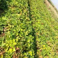 بذر توت فرنگی کاماروس . سابرینا|گل و گیاه طبیعی|علیآباد کتول, |دیوار