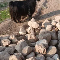 فروش بز و سابرین