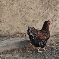 تخم مرغ نطفه دار