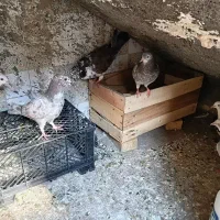 کبوتر