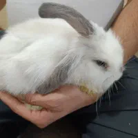 فروش خرگوش لوپ