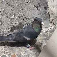 زاغ کرمانی نر پرشی