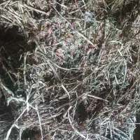 یونجه چین اول