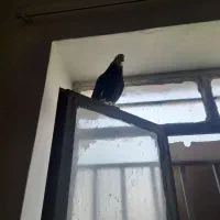 ابلغ سیاه ماده عالی|پرنده|طبس, |دیوار