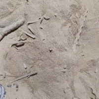 ضایعات و خاک اره چوب|عمده‌فروشی|چهارباغ, |دیوار