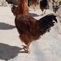 مرغ خروس جوان سالم|حیوانات مزرعه|اشترینان, |دیوار