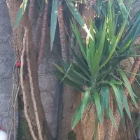 گل یوکا|گل و گیاه طبیعی|لولمان, |دیوار