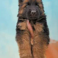 ژرمن شپرد شولاین، ورکلاین، بلک|سگ|تهران, فرمانیه|دیوار