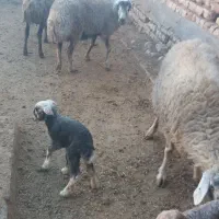 میش بره دار|حیوانات مزرعه|قم, ولیعصر|دیوار