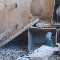 سار سرور|پرنده|مشهد, عبادی|دیوار