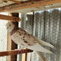 کفترسرور گنجه|پرنده|تهران, مشیریه|دیوار