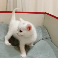 گربه نژاد بریتیش|گربه|تهران, جنتآباد شمالی|دیوار