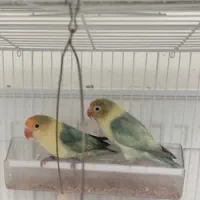 طوطی برزیلی پاربلو سرلاکی|پرنده|صدرا-فارس, فاز ۱|دیوار