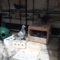 کبوتر|پرنده|شیراز, حجت آباد|دیوار