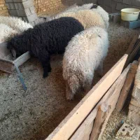 گوسفند|حیوانات مزرعه|کارون, |دیوار