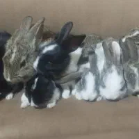 بچه خرگوش300|موش و خرگوش|یزد, |دیوار