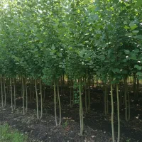 صــنــوبر نیــگرا سود بالا با کاشت کم‌هزینه