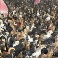 جوجه مرغ و خروس محلی ۴۳ روزه واکسیناسیون شده