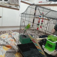 مرغ عشق|پرنده|مهاباد (آذربایجان غربی), |دیوار