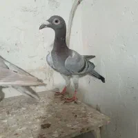 کبوتر|پرنده|قزوین, |دیوار