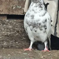 کبوتر نر پرشی عالی خال قرمز|پرنده|سرخرود, |دیوار