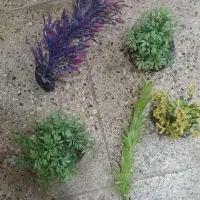 آکواریوم|ماهی|شیراز, شهرک بهار|دیوار