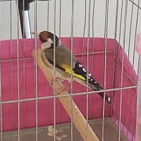 سهره درشت و تازه صاف|پرنده|بیجار, |دیوار