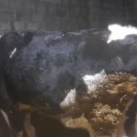 تلیسه پای کل|حیوانات مزرعه|دینور, |دیوار