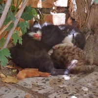 واگذاری سه توله گربه ناز