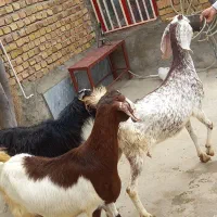 سه راس بز دوقلوزا|حیوانات مزرعه|قروه, |دیوار