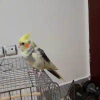 عروس هلندی دستی نر|پرنده|شیروان (خراسان), |دیوار