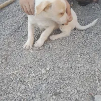 سگ پاکوتاه|سگ|قائن, |دیوار