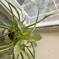 گل طبیعی زیبا