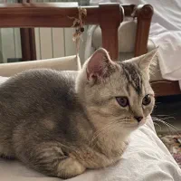 گربه بریتیش سیلور|گربه|اراک, |دیوار