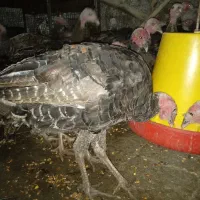 جوجه بوقلمون|حیوانات مزرعه|نیشابور, فضل|دیوار