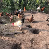 خروسهای محلی در رنگهای متفاوت|حیوانات مزرعه|کلاچای, |دیوار