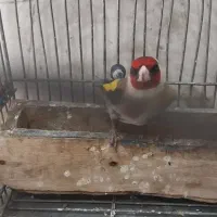 سهره سرسیاه|پرنده|شیراز, کوشک میدان|دیوار