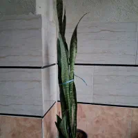 گلهای خانگی|گل و گیاه طبیعی|آبیک, |دیوار