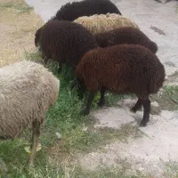 میش  بره  نر.ماده نر بز باکستانی.بزغاله فوری فروشی