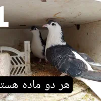 کبوتر فروشی