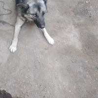 سگ هاسکی چشم رنگی|سگ|بیستون, |دیوار